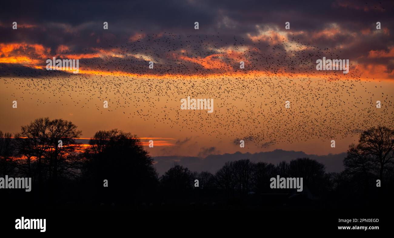 Ein Vogelschwarm, der in Formation vor einem wunderschönen blauen Himmel fliegt Stockfoto