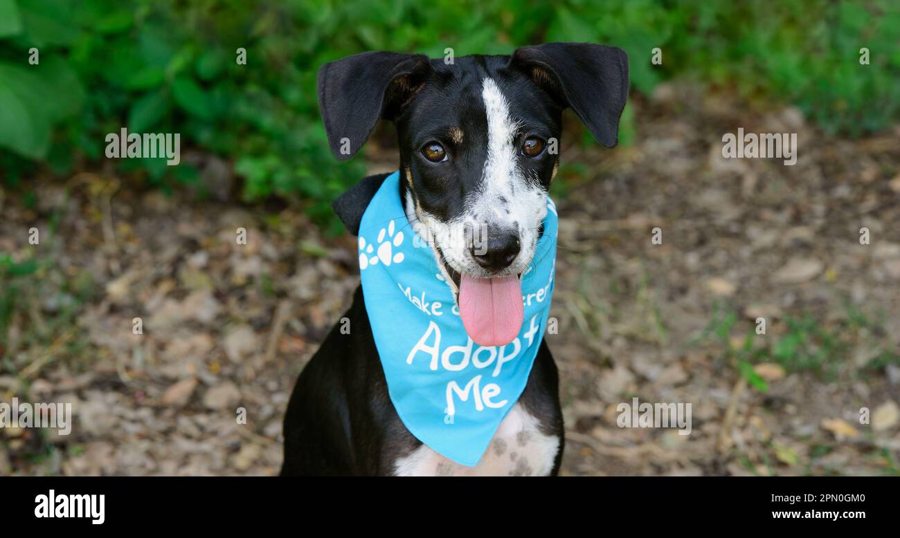 Ein Adoptionshund trägt eine Adoptivmutter Bandana, die in die Kamera schaut Stockfoto