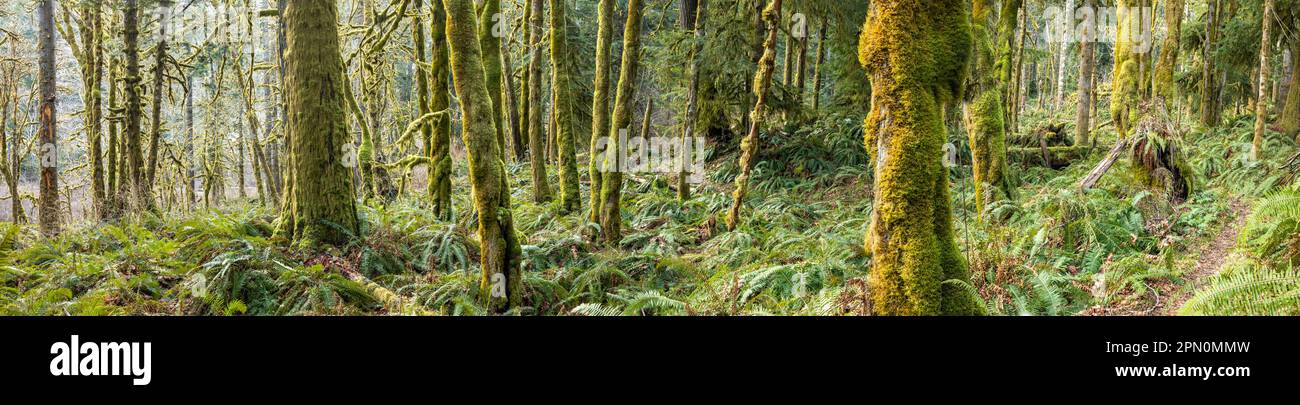 WA23320-00...WASHINGTON - Big Leaf Maple Grove entlang des West Elwha River Trail im Olympic National Park. Stockfoto