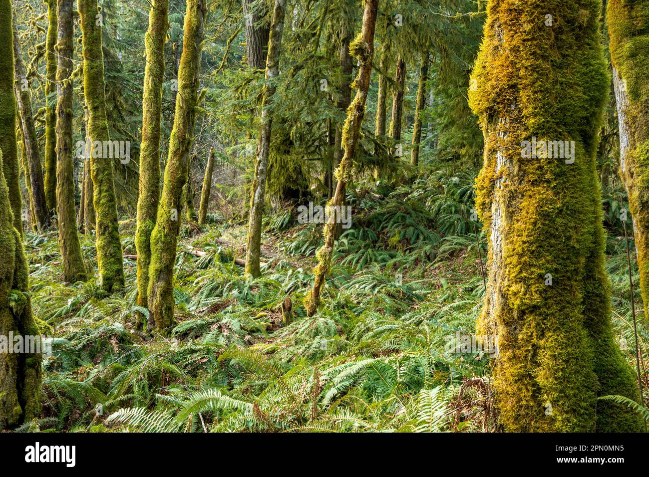 WA23321-00...WASHINGTON - Ahornhain und Western Sword Farn entlang des West Elwha River Trail im Olympic National Park. Stockfoto