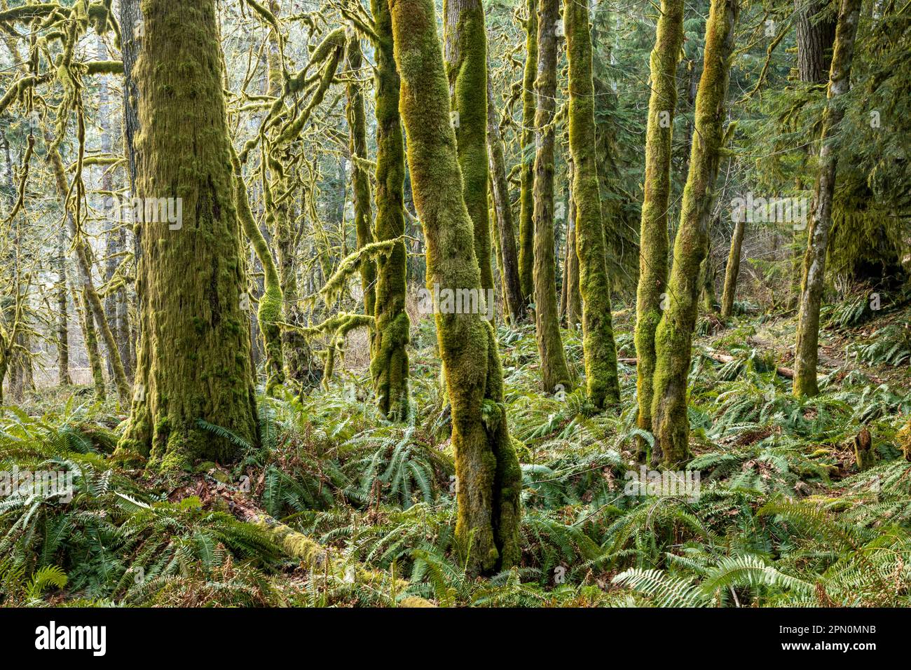WA23322-00...WASHINGTON - Ahornhain und Western Sword Farn entlang des West Elwha River Trail im Olympic National Park. Stockfoto