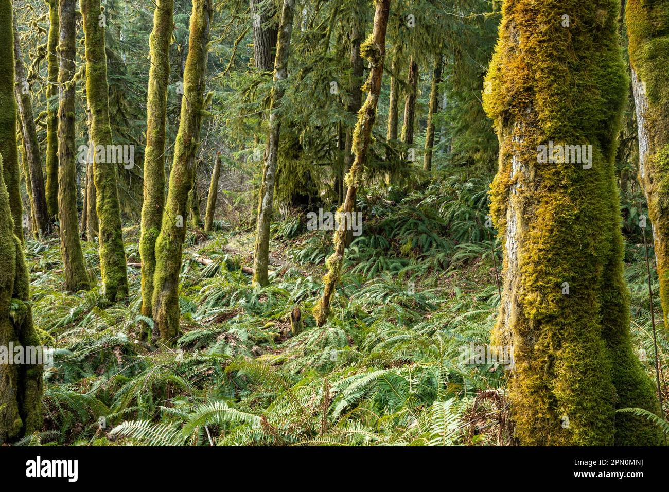 WA23323-00...WASHINGTON - Ahornhain und Western Sword Farn entlang des West Elwha River Trail im Olympic National Park. Stockfoto