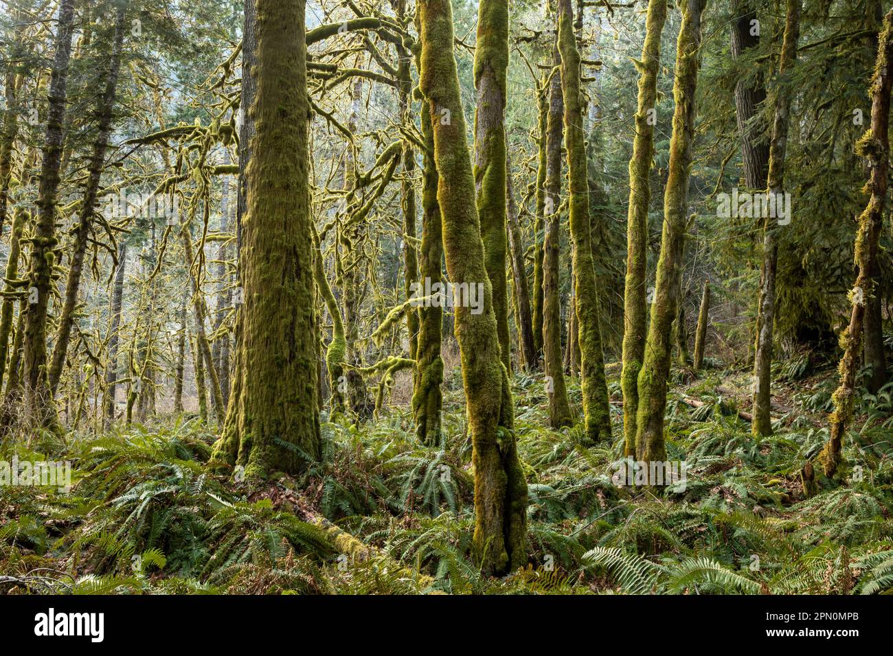 WA23324-00...WASHINGTON - Ahornhain und Western Sword Farn entlang des West Elwha River Trail im Olympic National Park. Stockfoto