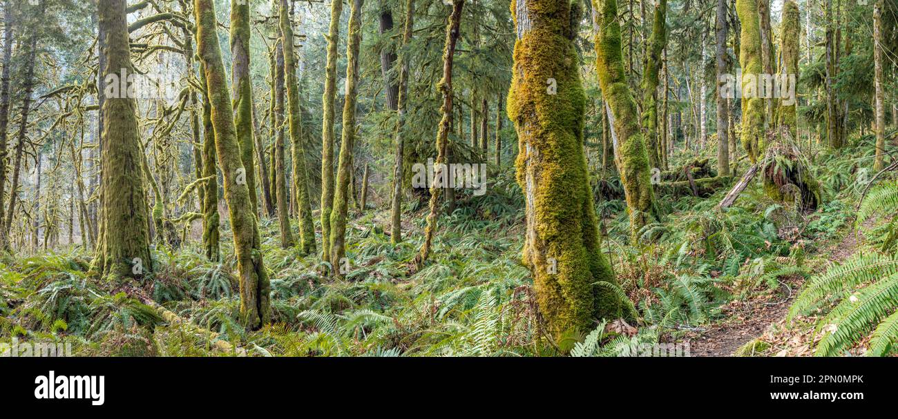 WA23325-00...WASHINGTON - Ahornhain und Western Sword Farn entlang des West Elwha River Trail im Olympic National Park. Stockfoto