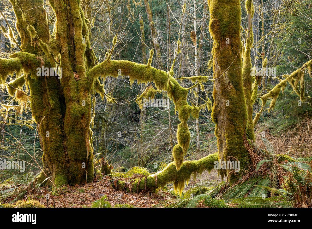 WA23326-00...WASHINGTON - Ahornhain und Western Sword Farn entlang des West Elwha River Trail im Olympic National Park. Stockfoto