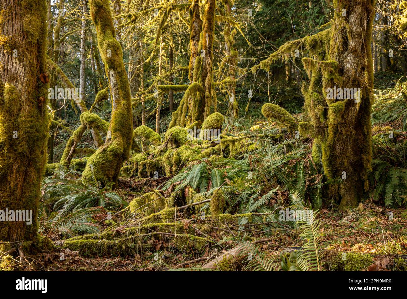 WA23327-00...WASHINGTON - Moss bedeckte Ahornbäume mit Bäumen auf dem Boden und Western Sword Farne entlang des West Elwha River Trail, Olympic NP. Stockfoto