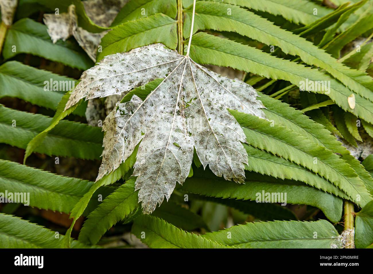 WA23329-00... WASHINGTON... das empfindliche Skelett eines Ahornblattes fiel letztes Jahr auf die Fronten eines westlichen Schwertkörpers. Stockfoto