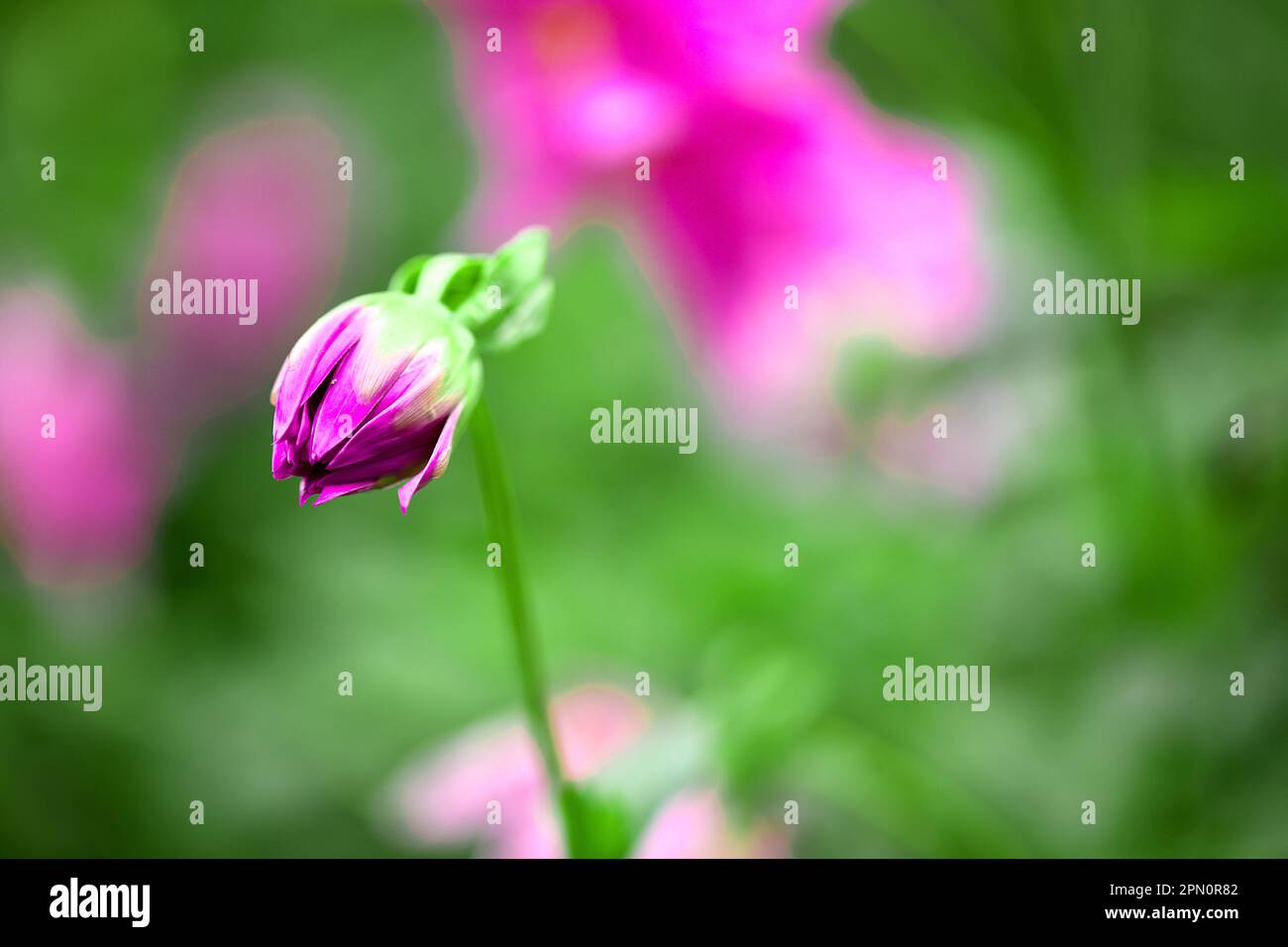 Dahlia-Blütenknospen mit unscharfem Hintergrund Stockfoto