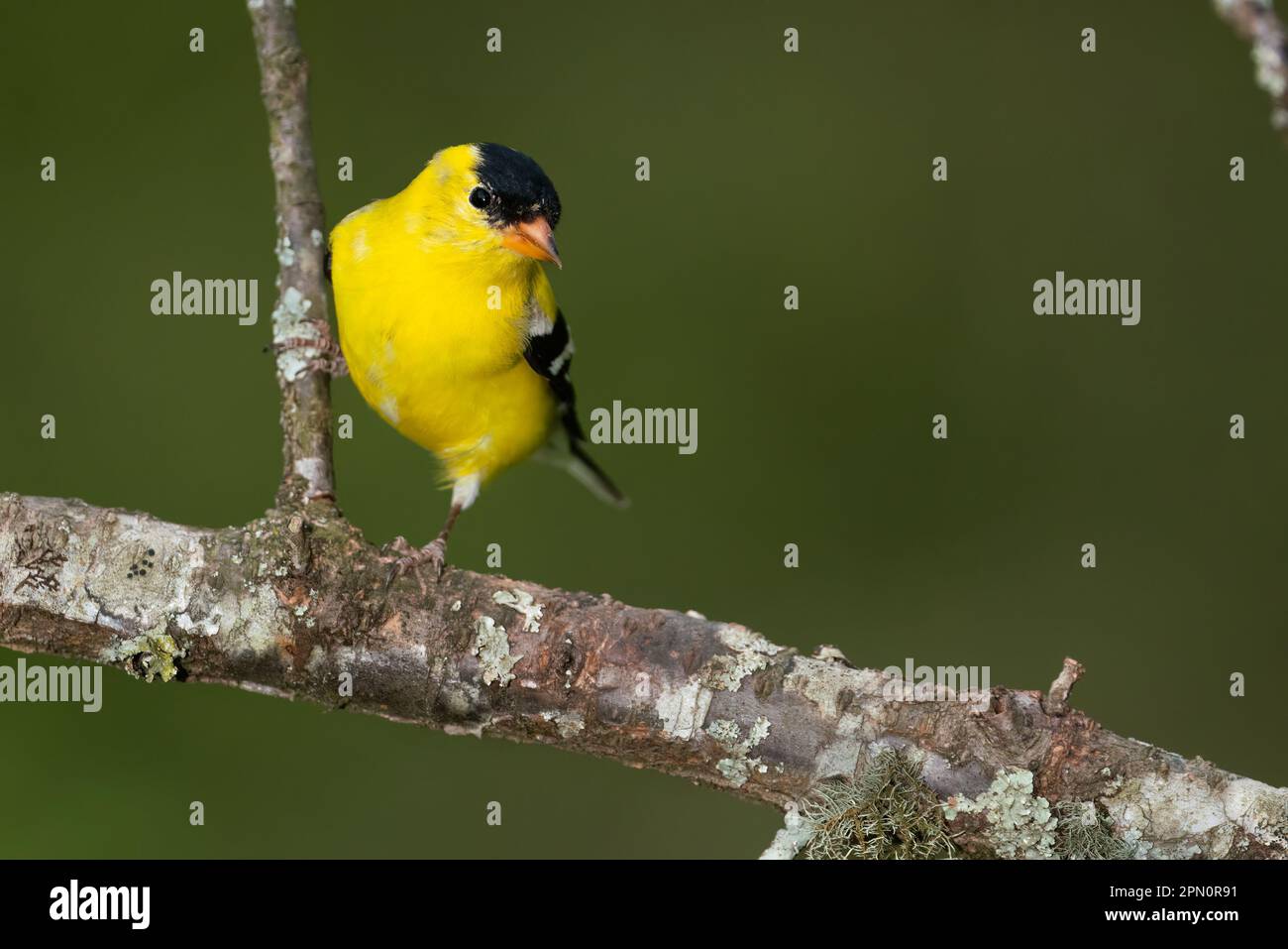 Ein amerikanischer Goldfink auf einem Ast. Stockfoto Ein amerikanischer Goldfink auf einem Ast. Stockfoto