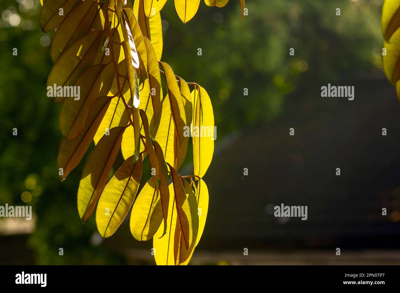 SAWO Beludru, Sternapfelblätter, Chrysopyllum Cainito, goldener Blattbaum. Ausgewählter Fokus Stockfoto