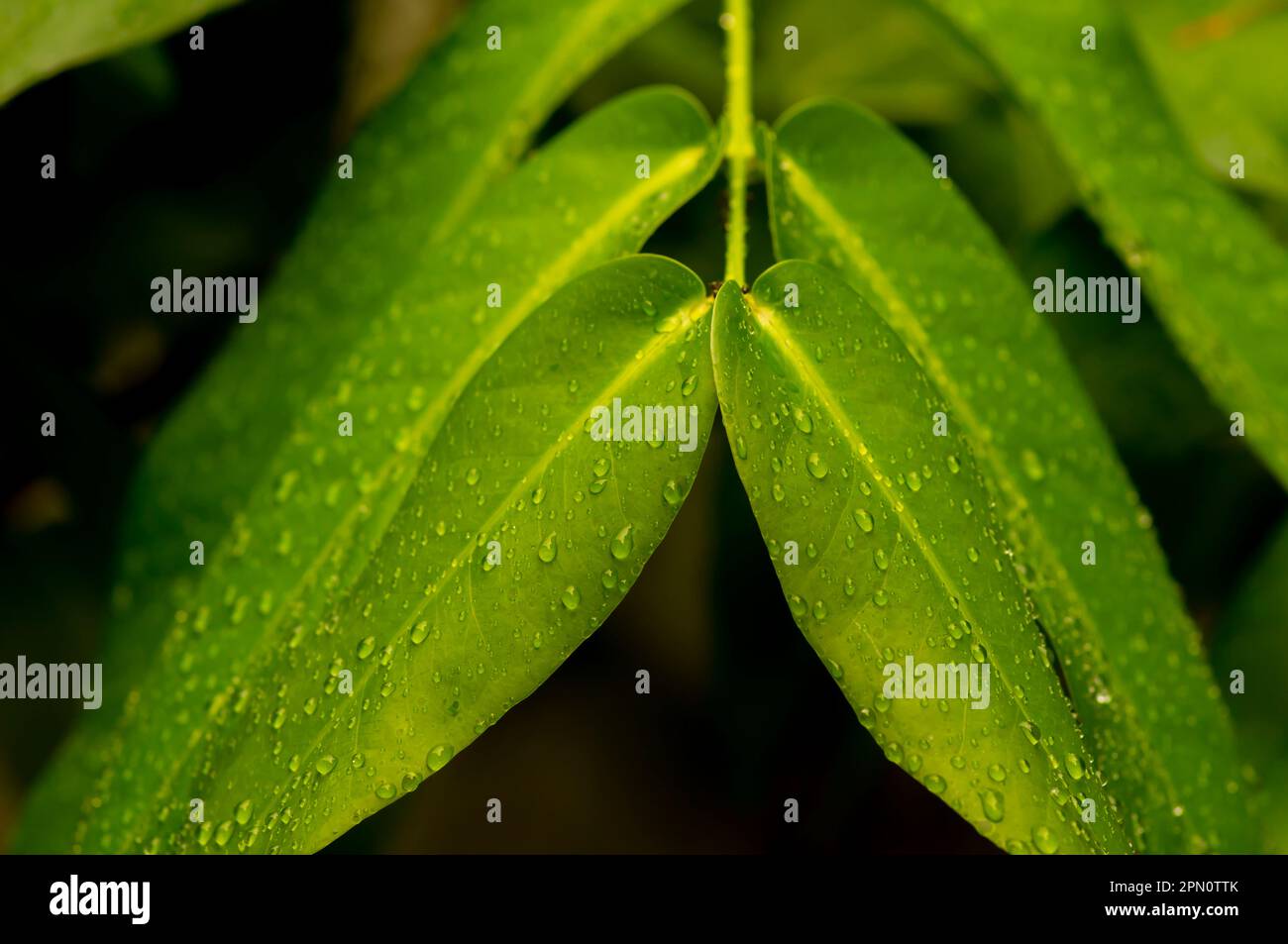 Wasser Apfelgrüne Blätter mit Spritzwasser, ausgewählter Fokus für natürlichen Hintergrund Stockfoto