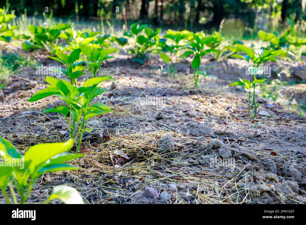 Setzlinge mit süßem Paprika werden in den Boden gepflanzt. Stockfoto