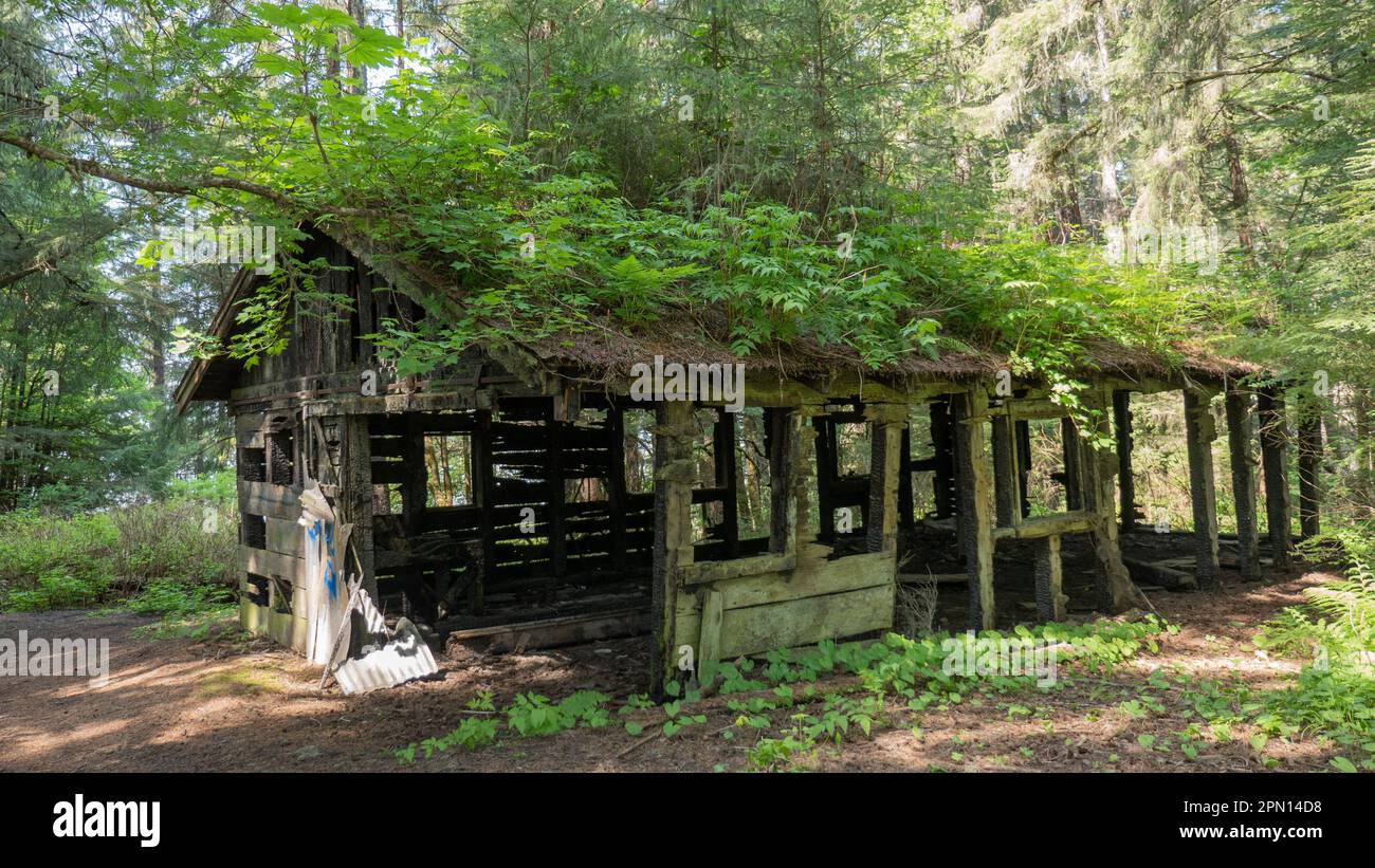 Unbewohntes Haus im Wald. Unbewohntes Haus. Altes unbewohntes Haus im ländlichen Raum. Stockfoto