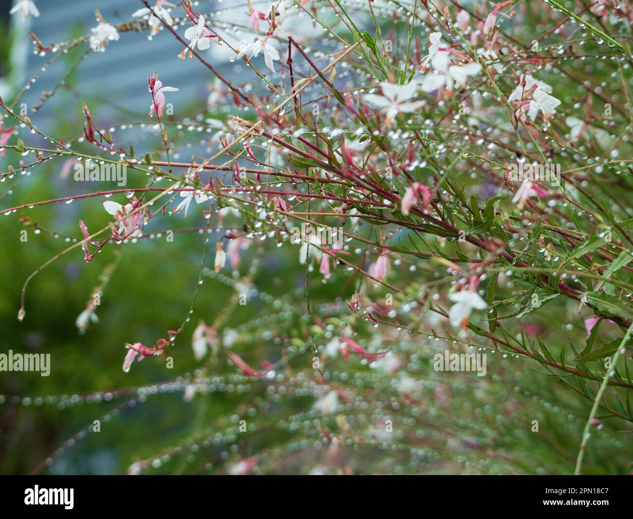 Ein Hüttengarten aus frischen, nassen Gaura lindheimeri wirbelnden Schmetterlingsblumen, wilden Stängeln, die sich mit dem Gewicht des Wassers verbiegen. Tröpfchen nach dem Regen Stockfoto