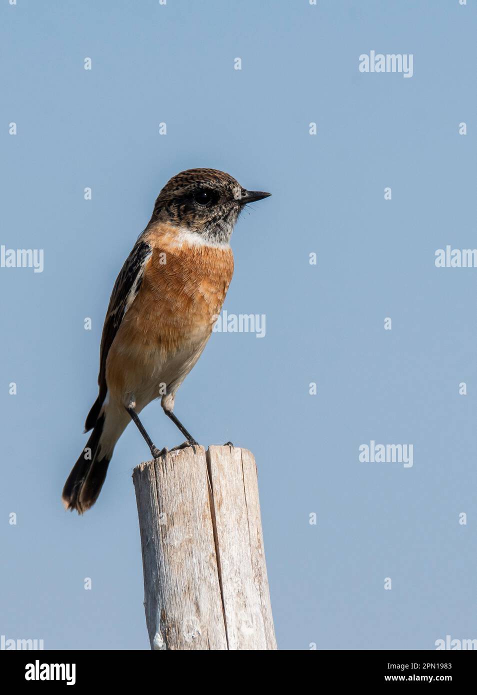 Ein sibirisches Steinechat hoch oben auf einem Stab am Ufer des Lake Nalsarovar in Gujarat Stockfoto