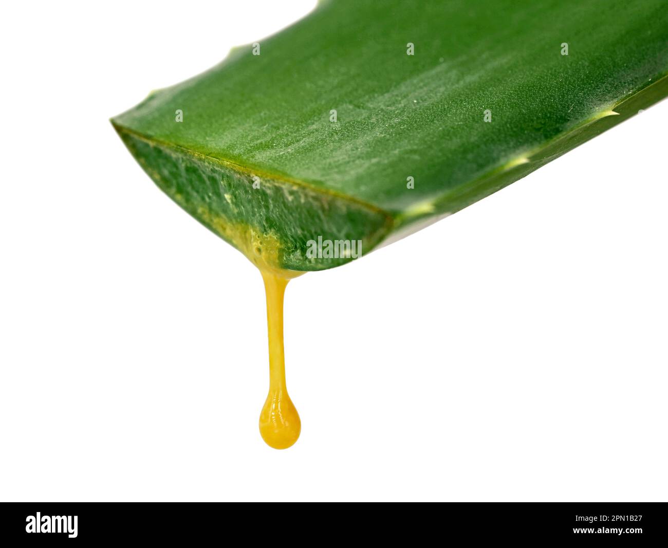 Frisch geschnittenes Aloe Vera-Blatt mit gelbem Aloin-Tropfen auf weiem  Hintergrund, Aloin oder Barbaloin zur medizinischen Verwendung bei  Verstopfung Stockfotografie - Alamy