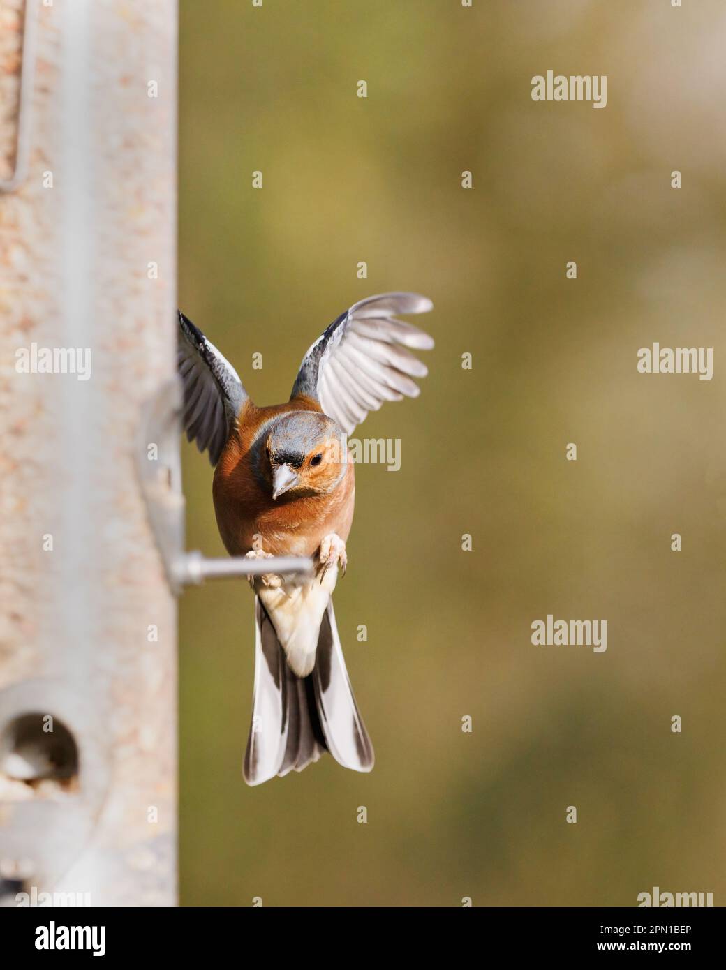 Männlicher Vogel flattert mit Flügeln, während er auf der Saatgutzuführung landet Stockfoto