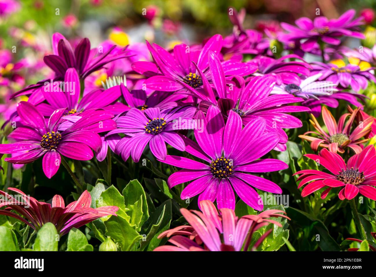 Blüten von rosafarbenen Gartenblumen afrikanischer Gänseblümchen sehen einen verschwommenen Hintergrund. Stockfoto