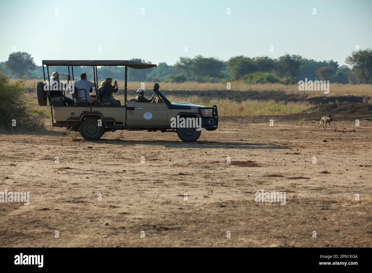 Ein Wildbeobachtungsfahrzeug trifft auf einen afrikanischen Wildhund Stockfoto