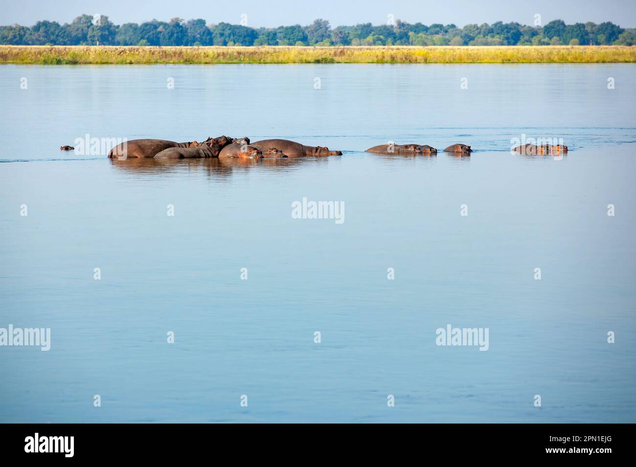 Gruppe von Flusspferden, die im Sambesi-Fluss, Sambia, faulenzen Stockfoto