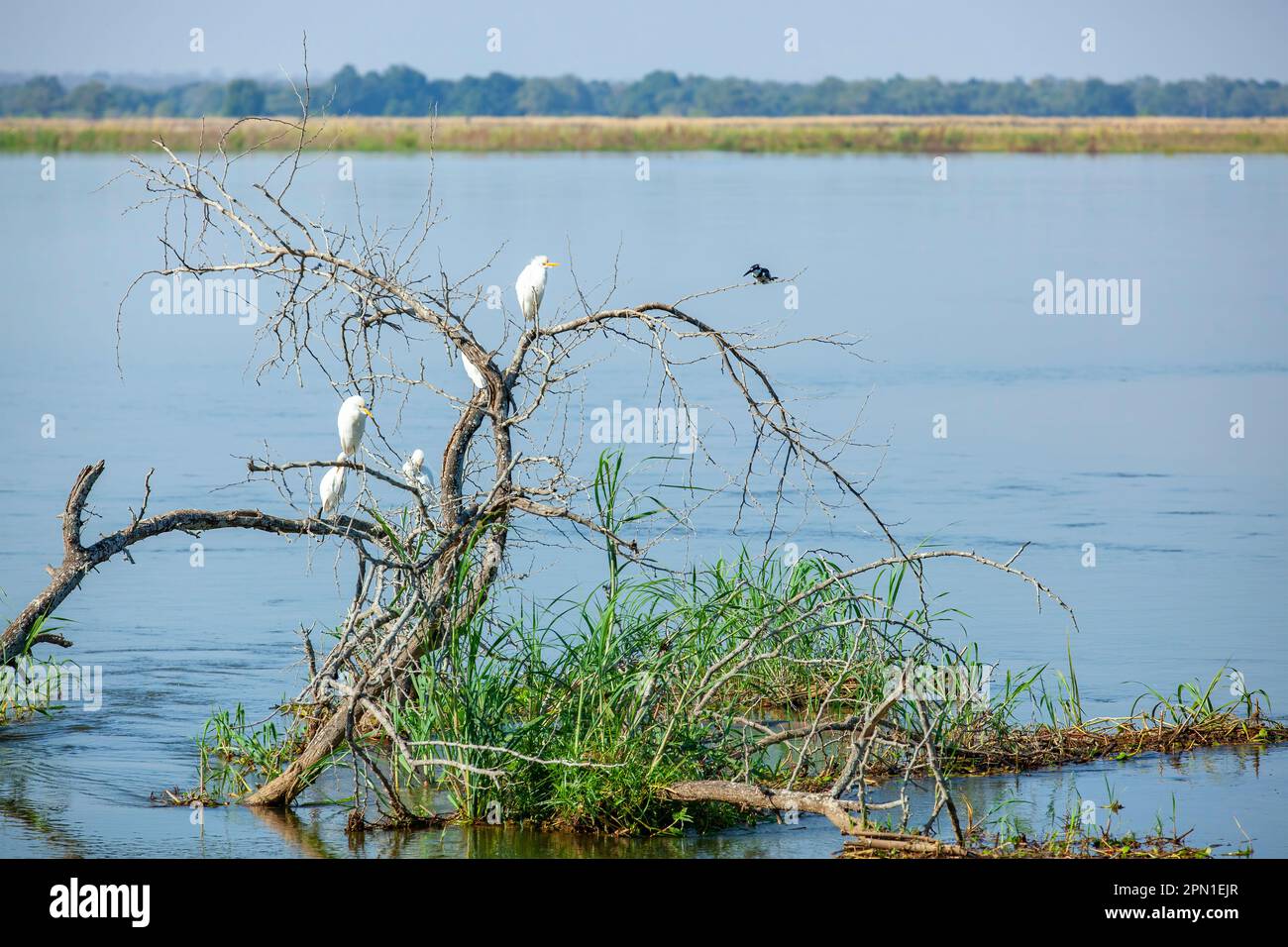 Reiher und ein eisvogel auf einigen Ästen im Sambesi-Fluss Stockfoto