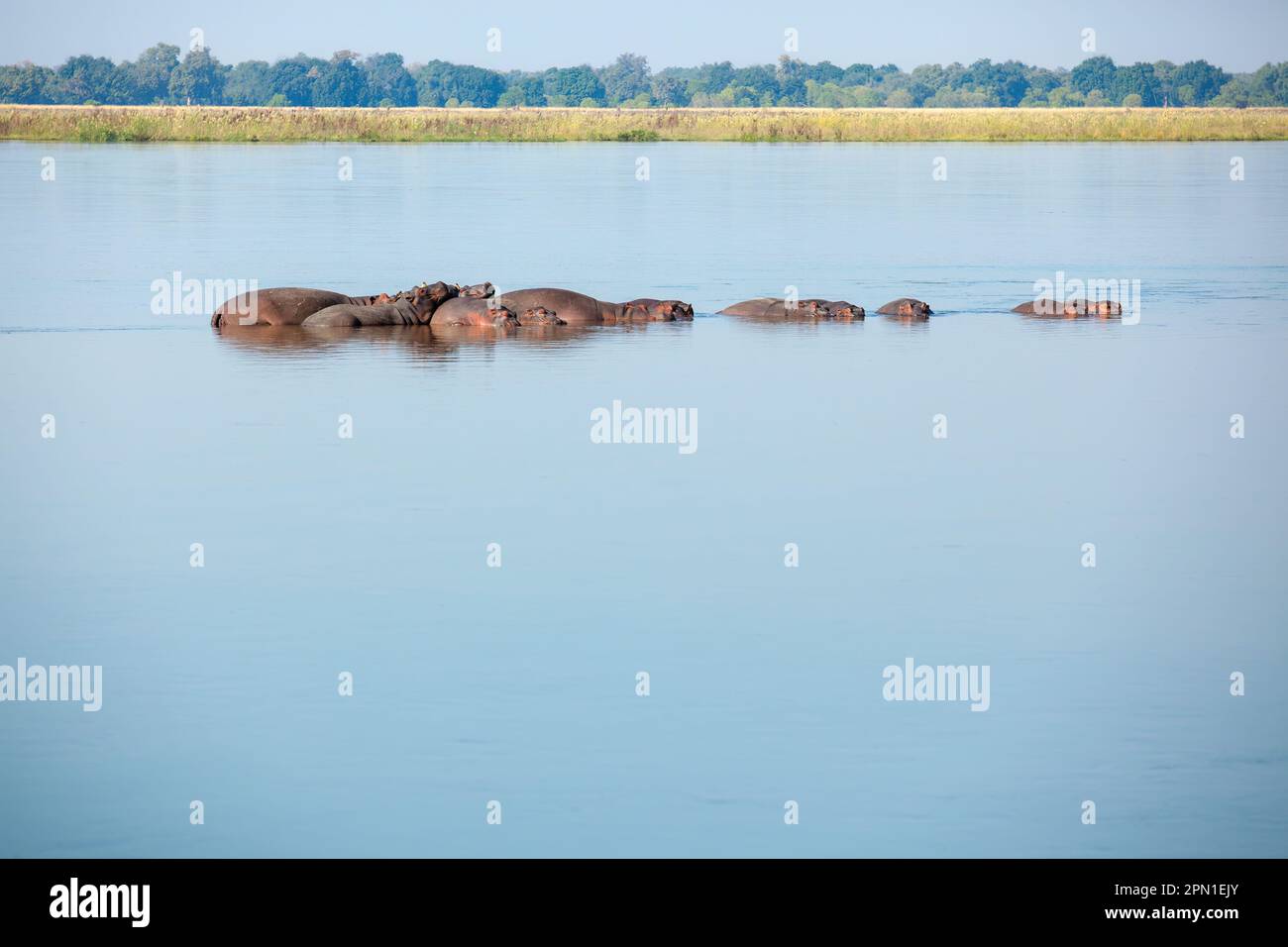 Gruppe von Flusspferden, die im Sambesi-Fluss, Sambia, faulenzen Stockfoto