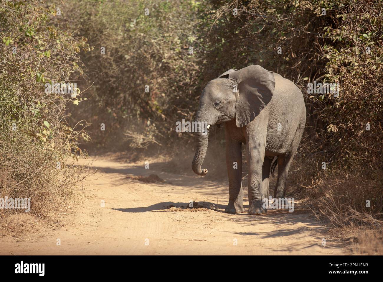 Junger Elefant, der auf einem staubigen Feldweg läuft Stockfoto