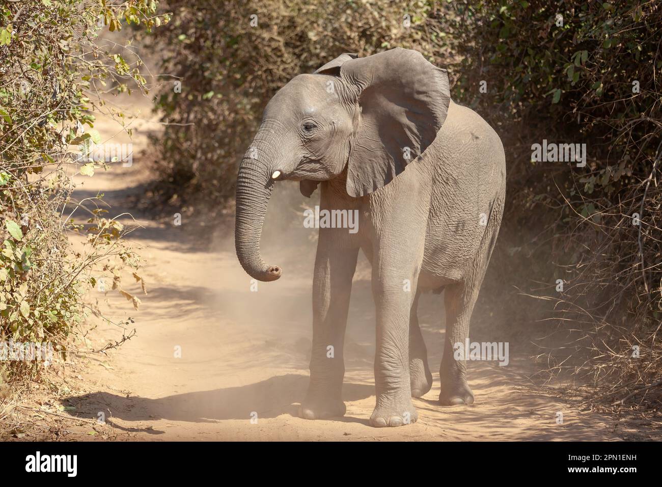Junger Elefant, der auf einem staubigen Feldweg läuft Stockfoto