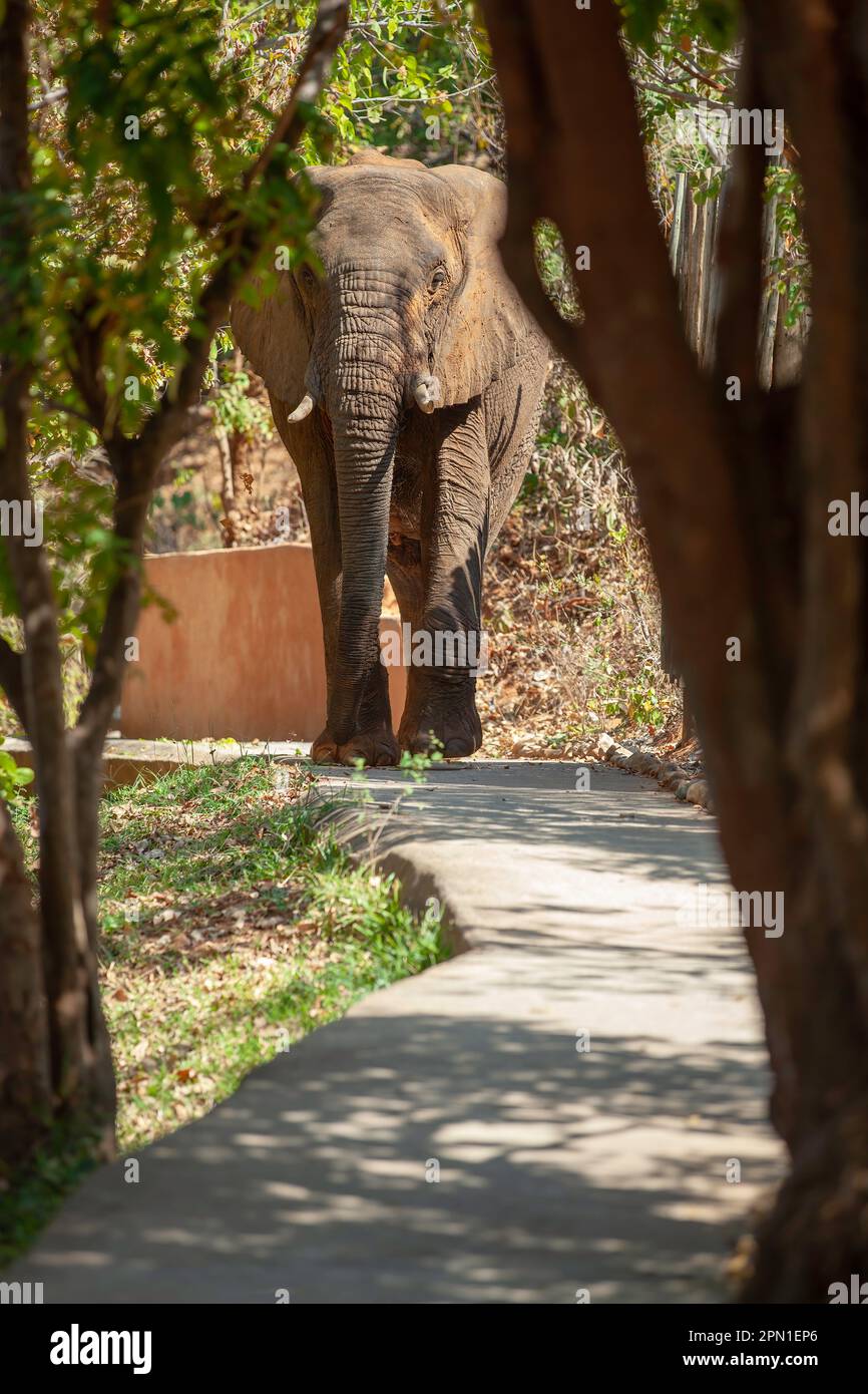 Großer afrikanischer Elefant, der entlang der Betonpromenade spaziert, Royal Zambezi Lodge Stockfoto