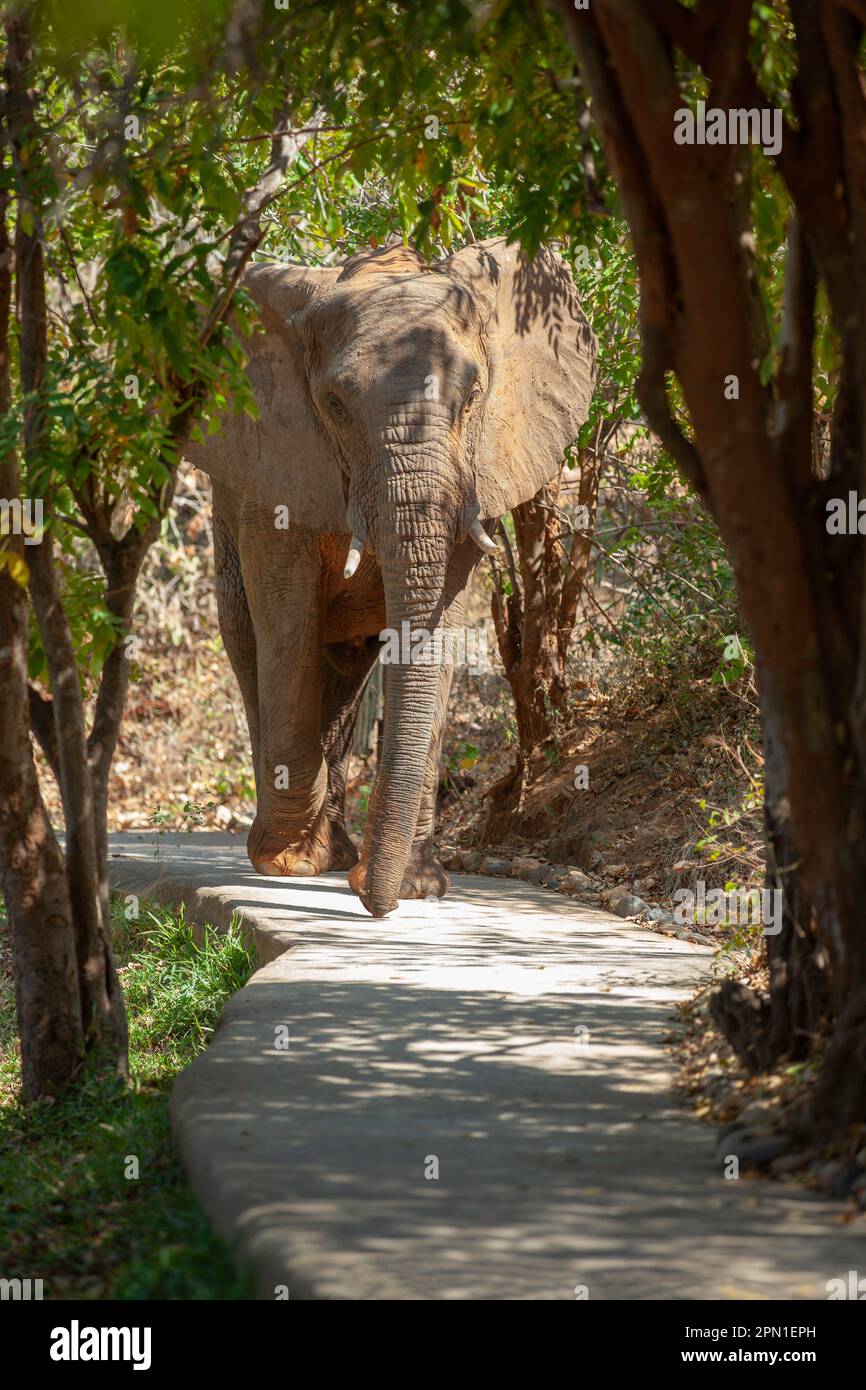 Großer afrikanischer Elefant, der entlang der Betonpromenade spaziert, Royal Zambezi Lodge Stockfoto