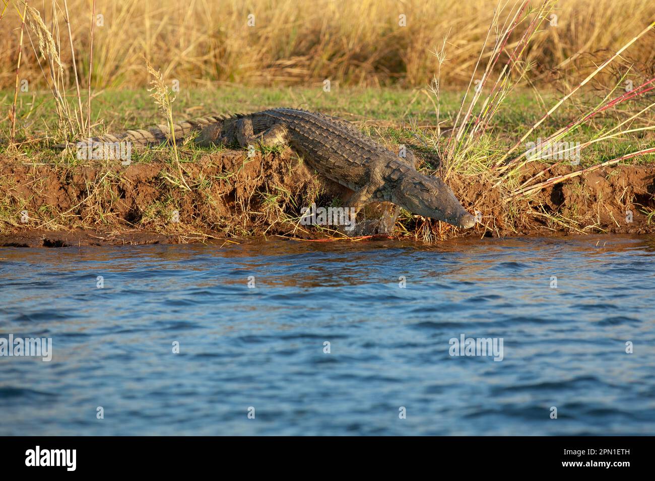 Krokodil auf dem Weg in den Sambesi-Fluss Stockfoto