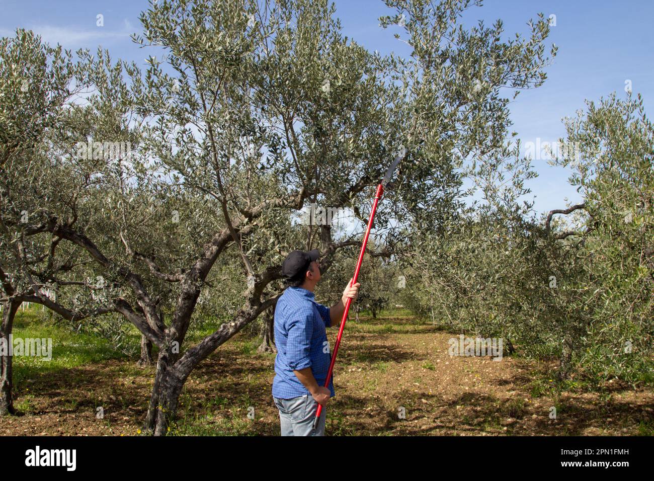 Bild eines Bauern auf dem Land, der mit einer Teleskopsäge die Äste eines Baumes schneidet. Frühjahrsschnitt eines Olivenbaums. Stockfoto