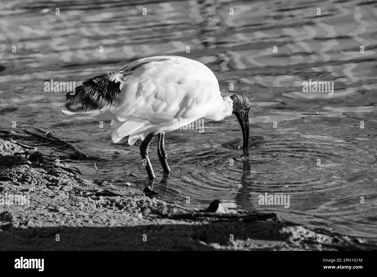 Australian White ibis eine ähnliche Geschichte, die man auf der Suche nach einer Lebensmittelorganisation am Fuße eines Gezeitenbeckens erzählen kann Stockfoto