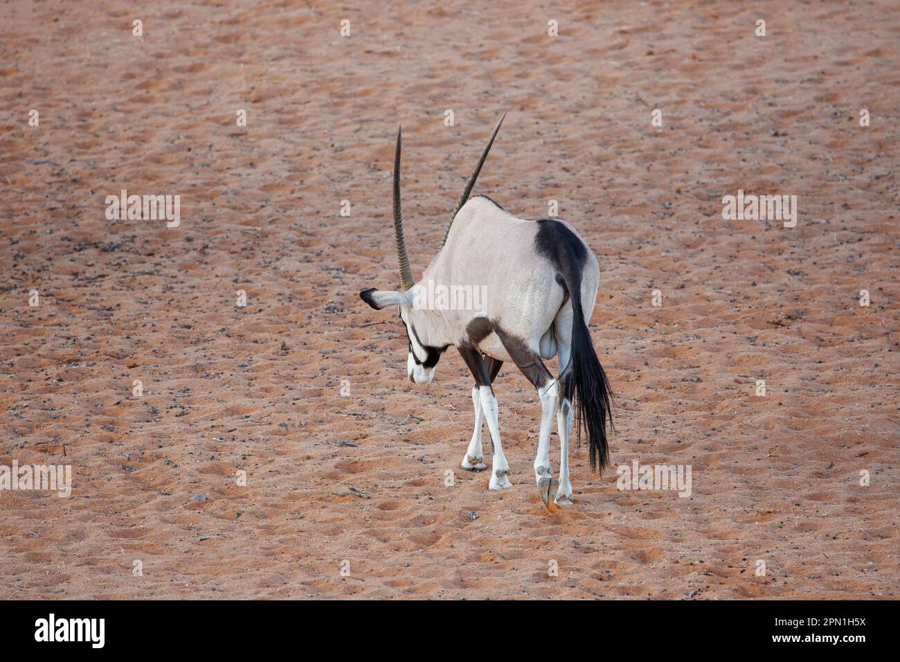 Wild Oryx, Namibia Stockfoto
