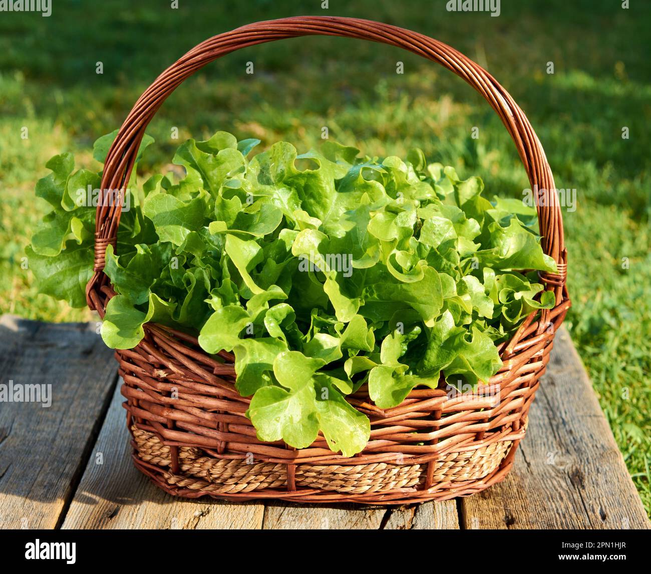 Grüne Eiche, Eisbergsalat, grüner Blattsalat. Salatpflanze, hydroponische Gemüseblätter im Korb. Frische Bio-Pflanzen auf einem Mini-Bauernhof angebaut Stockfoto