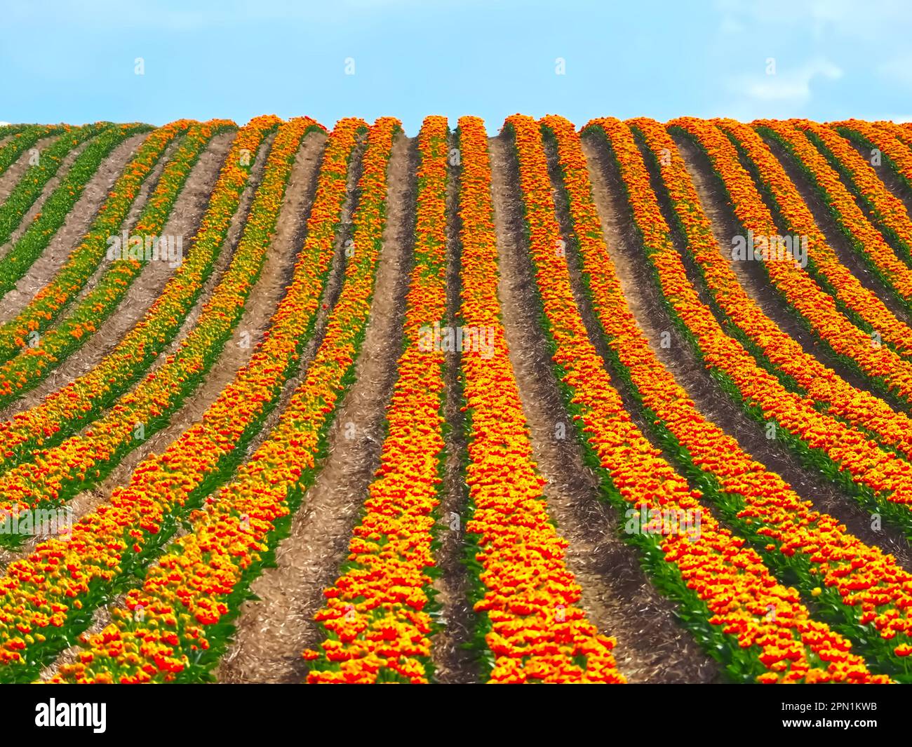 Meer von ​​flowers aus bunten blühenden Tulpen mit Wellen Stockfoto