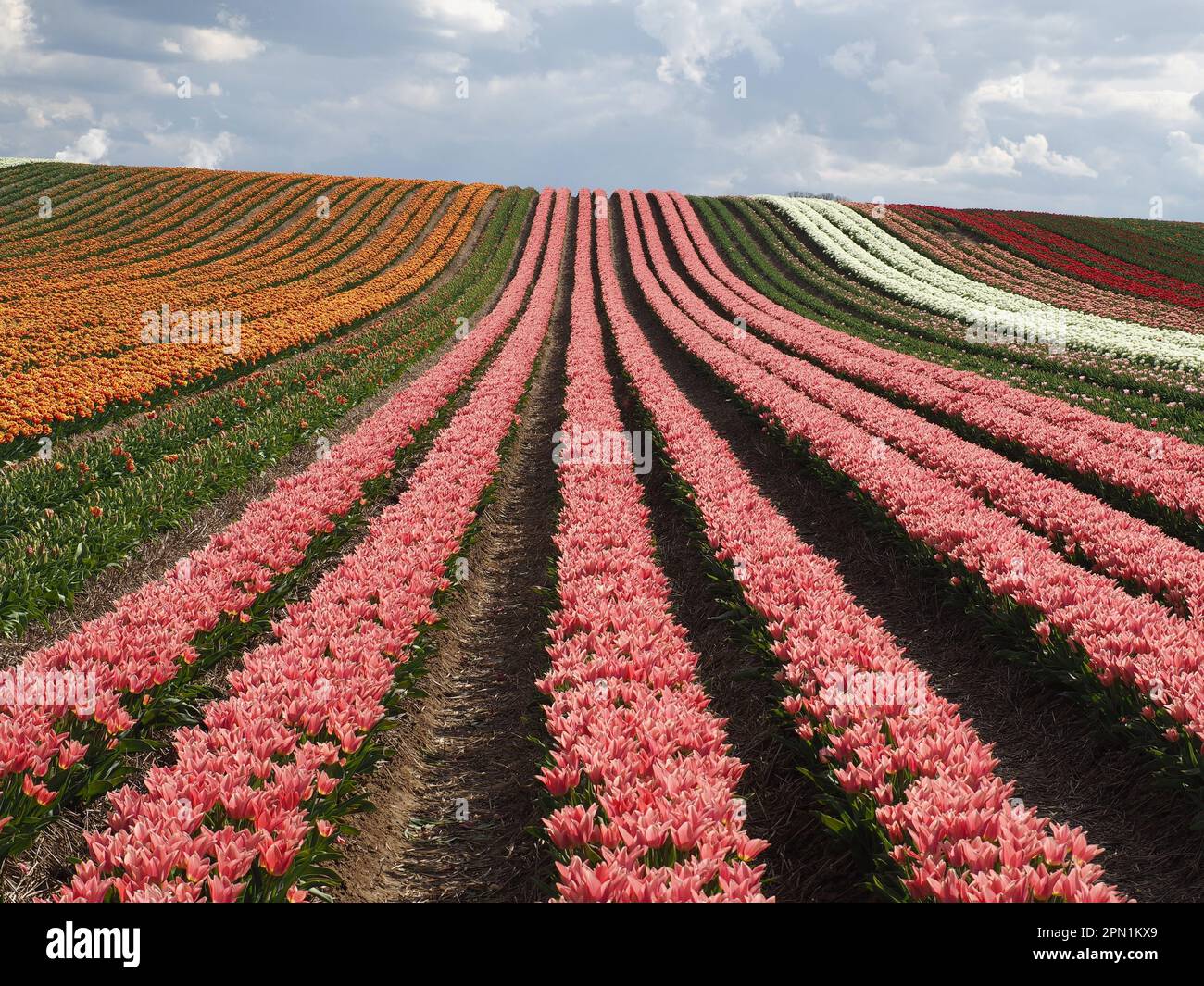 Meer von ​​flowers aus bunten blühenden Tulpen mit Wellen Stockfoto