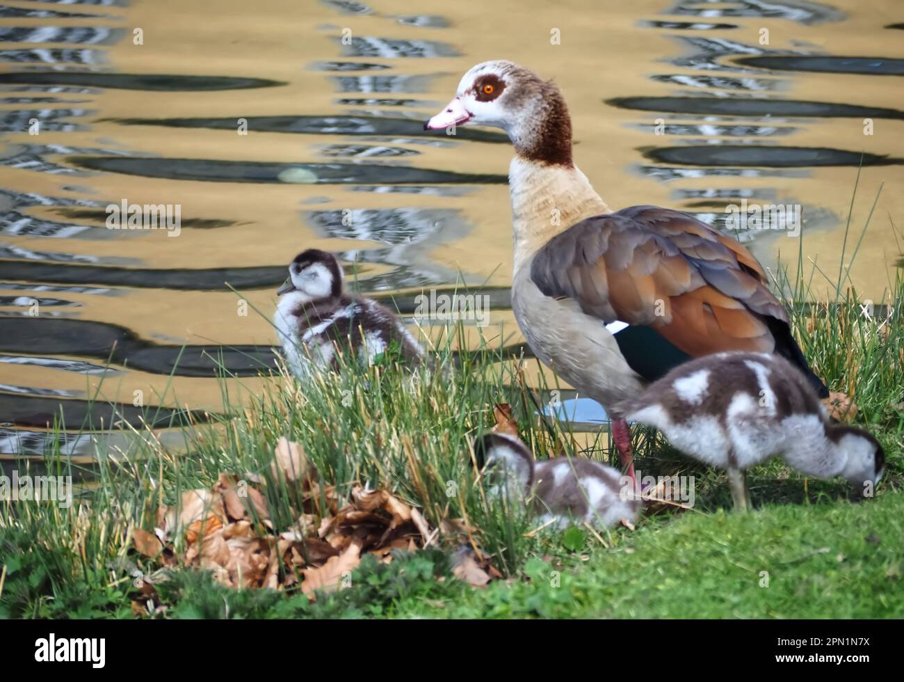 Süße ägyptische Gänsebamilie mit neugeborenen Küken auf einer Wiese Stockfoto