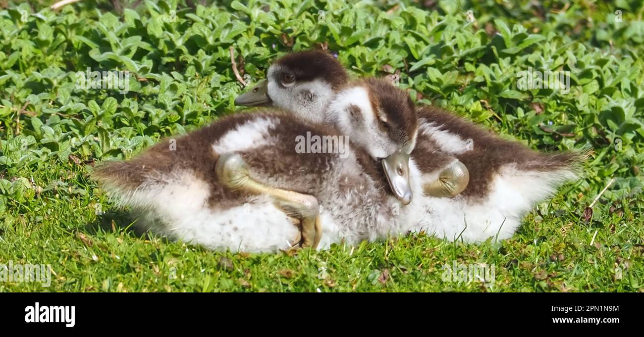 Süße ägyptische Gänsebamilie mit neugeborenen Küken auf einer Wiese Stockfoto