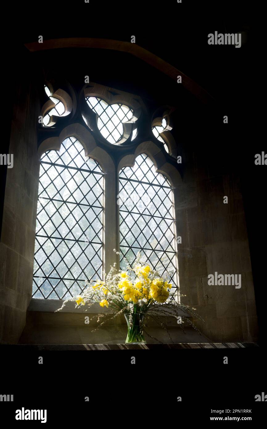Frühlingsblumen in einem Südfenster, St. Nicholas Church, Tackley, Oxfordshire, England, Großbritannien Stockfoto