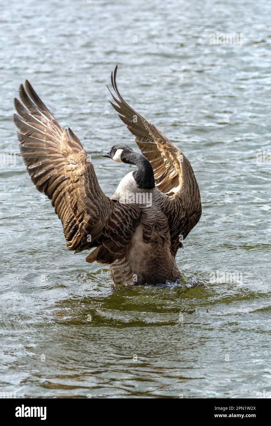 Branta Canadensis gibt mit den Flügeln im Figgate Park, Edinburgh, Schottland, Großbritannien, an Stockfoto