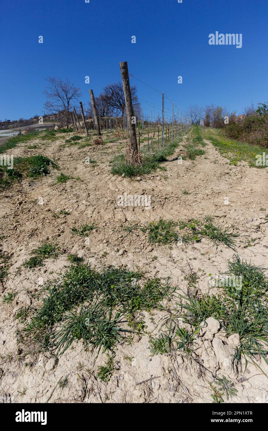 La Morra, Piedmont, Italien – 25. März 2023: Weinberg in Langhe, UNESCO-Weltkulturerbe. Stockfoto