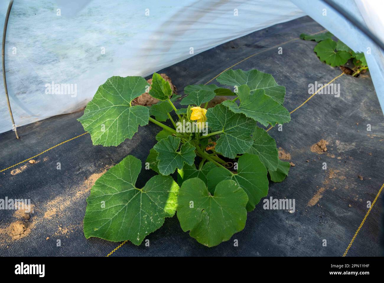 Sommer-Kürbispflanze unter schwimmender Reihenbedeckung im Bio-Garten Stockfoto