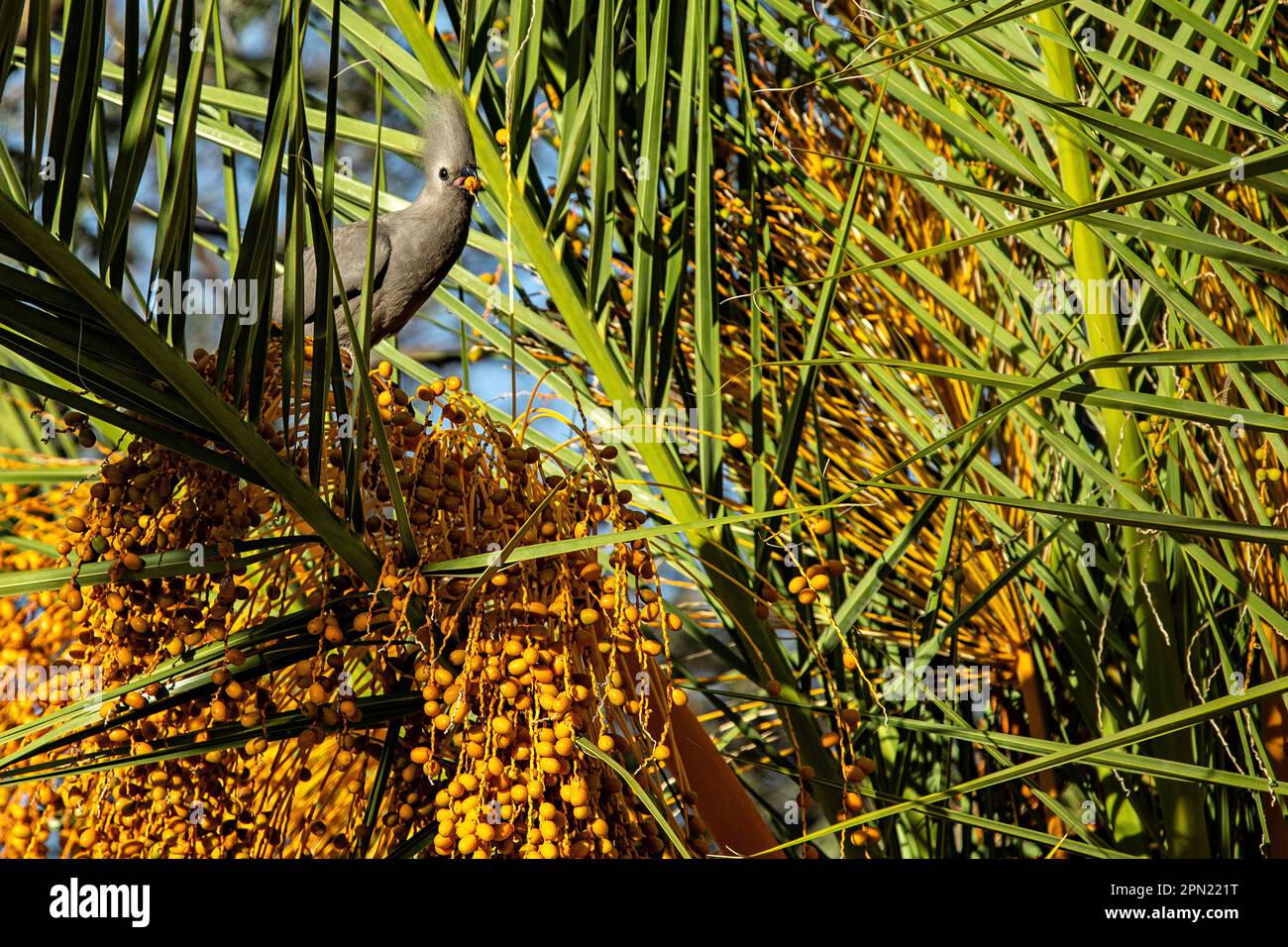 Grauer afrikanischer Gehen-Vogel mit Plüsch umgeben von gelben Palmennüssen. Stockfoto