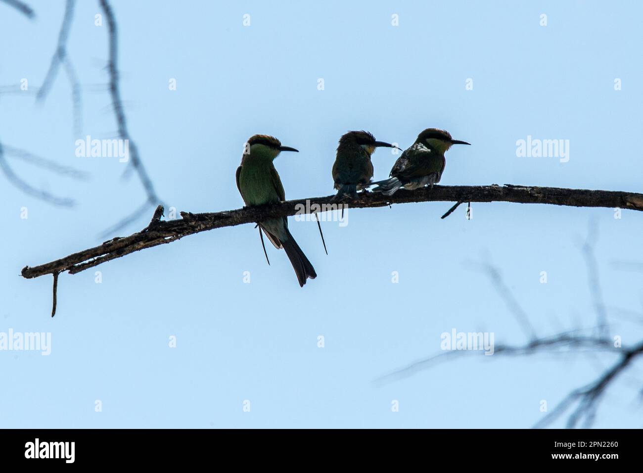 Drei Bienenfresser mit Schwalbenschwanz in Silhouette auf einem Ast mit blauem Himmel dahinter. Stockfoto