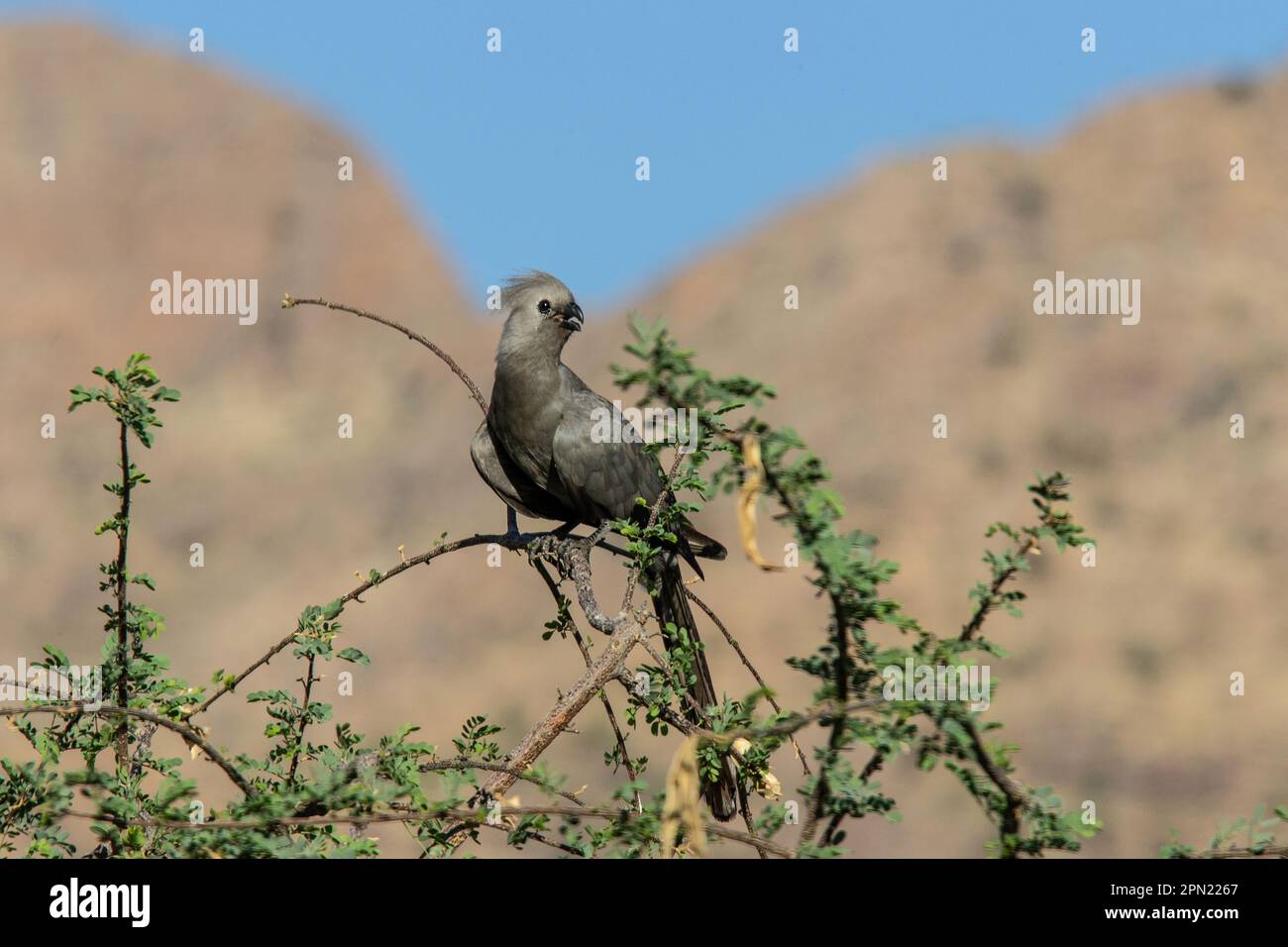 Grauer afrikanischer Go Away Bird mit Flöte hoch oben auf einem Ast mit Bergen dahinter. Stockfoto
