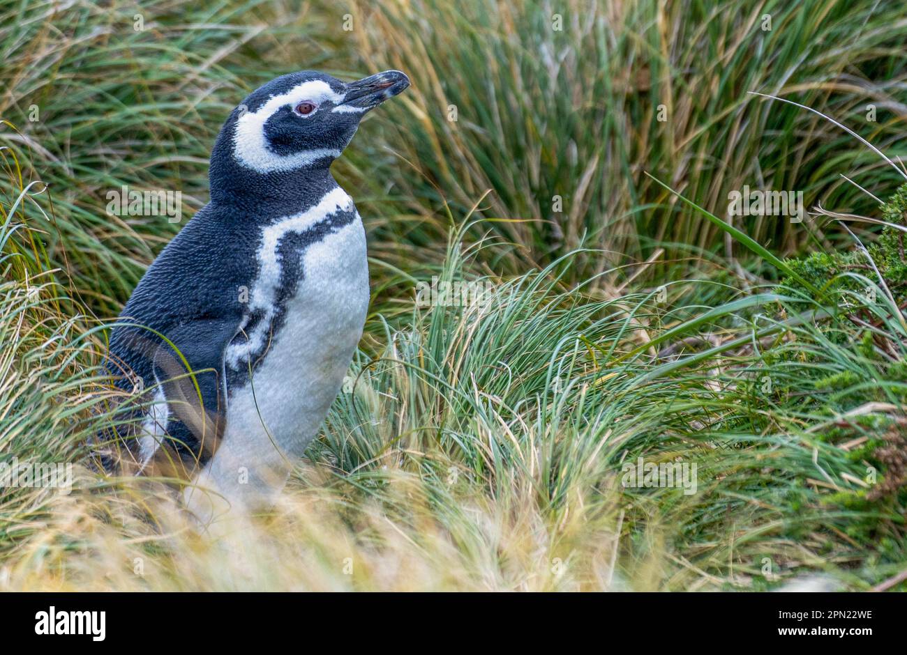 Frei lebende Magellanpinguine (Spheniscus magellanicus) auf den Falklandinseln Stockfoto