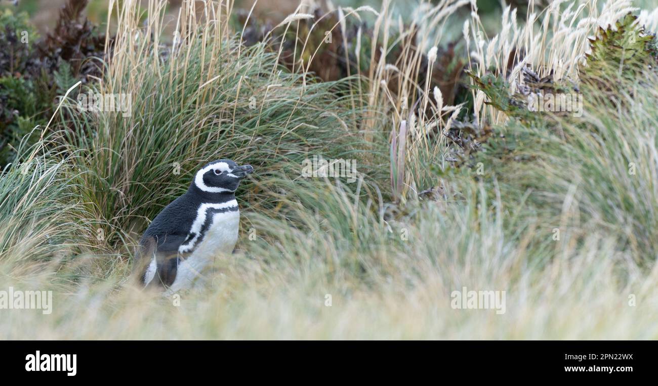 Frei lebende Magellanpinguine (Spheniscus magellanicus) auf den Falklandinseln Stockfoto