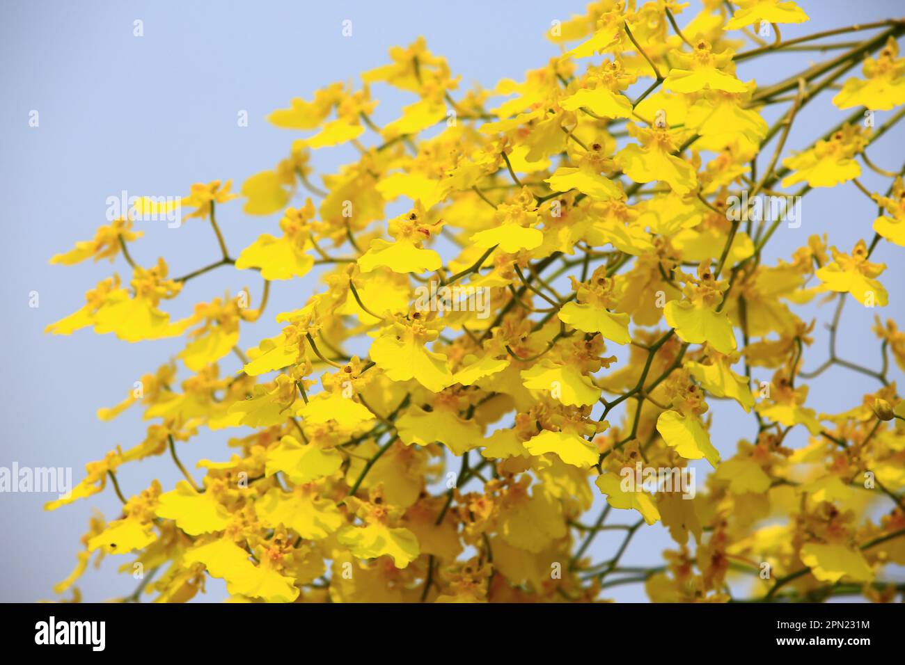 Oncidium Orchid (Tanzende Lady Orchid, Oncidium Altissimum, Golden Shower Orchid) Blumen mit Himmelshintergrund Stockfoto