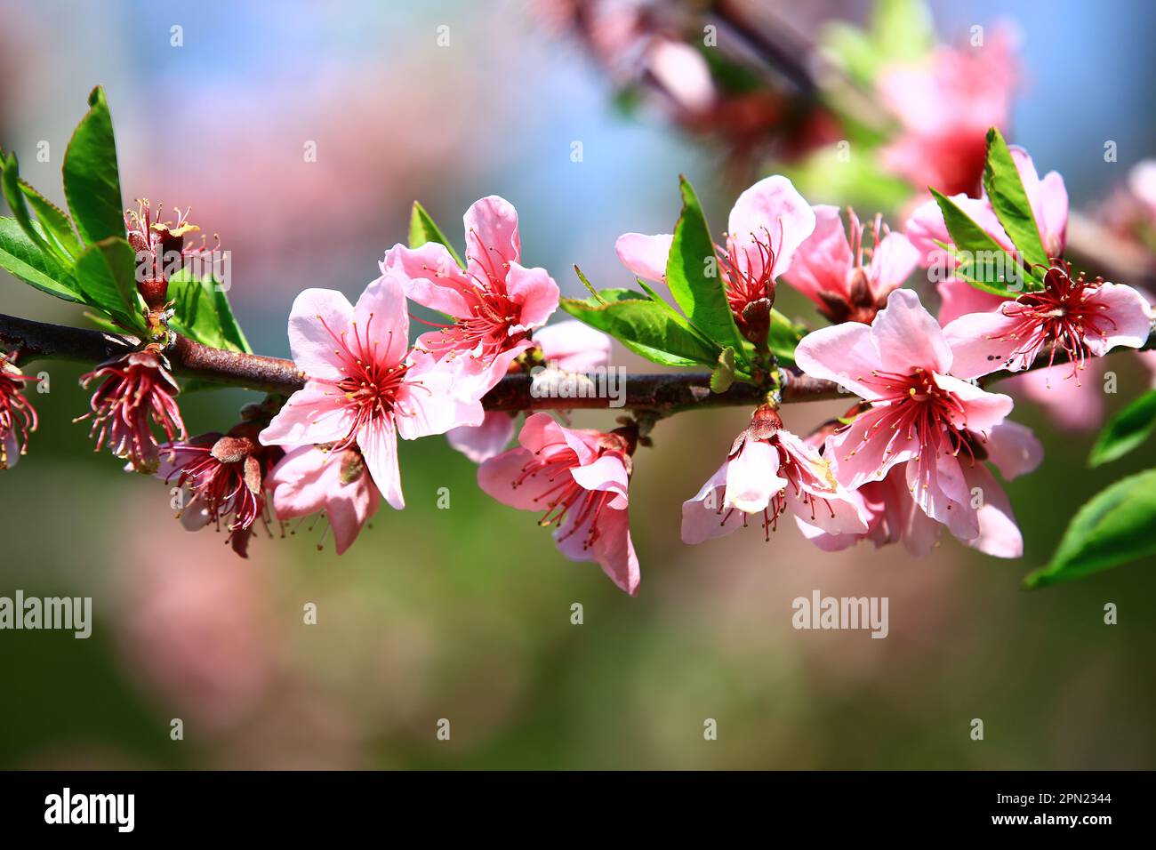 Pink Pfirsichblüten, wunderschöne bunten Pfirsichblüten, die auf den Zweigen der Plantage blühen Stockfoto